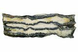 Mammoth Molar Slice With Case - South Carolina #349975-1